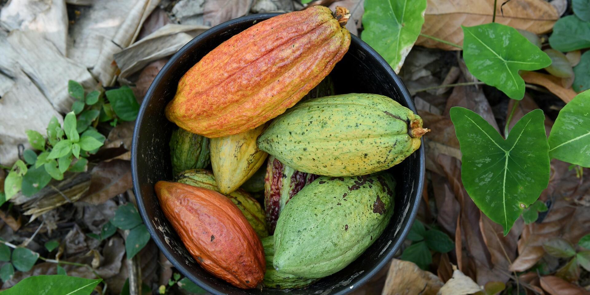 A blueprint for low-emission cocoa in West Africa