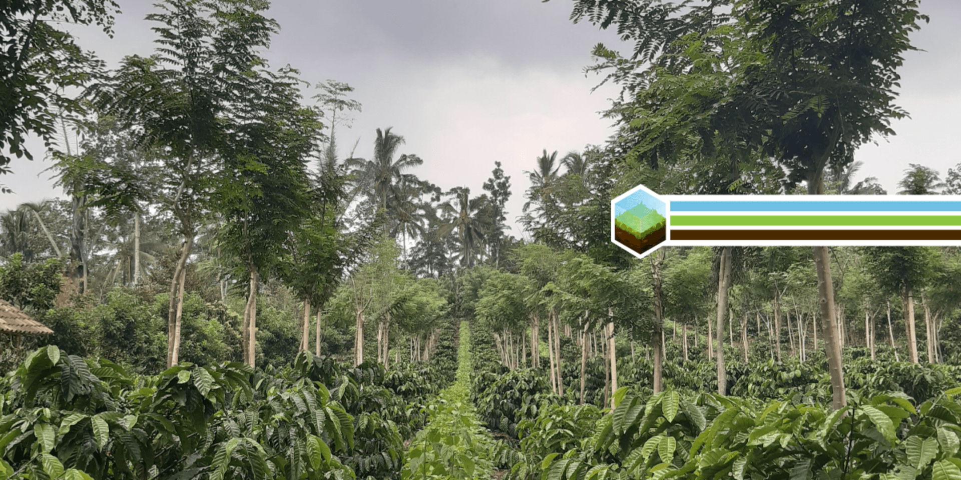 A guide to better tomorrow&rsquo;s brew through regenerative coffee farming 