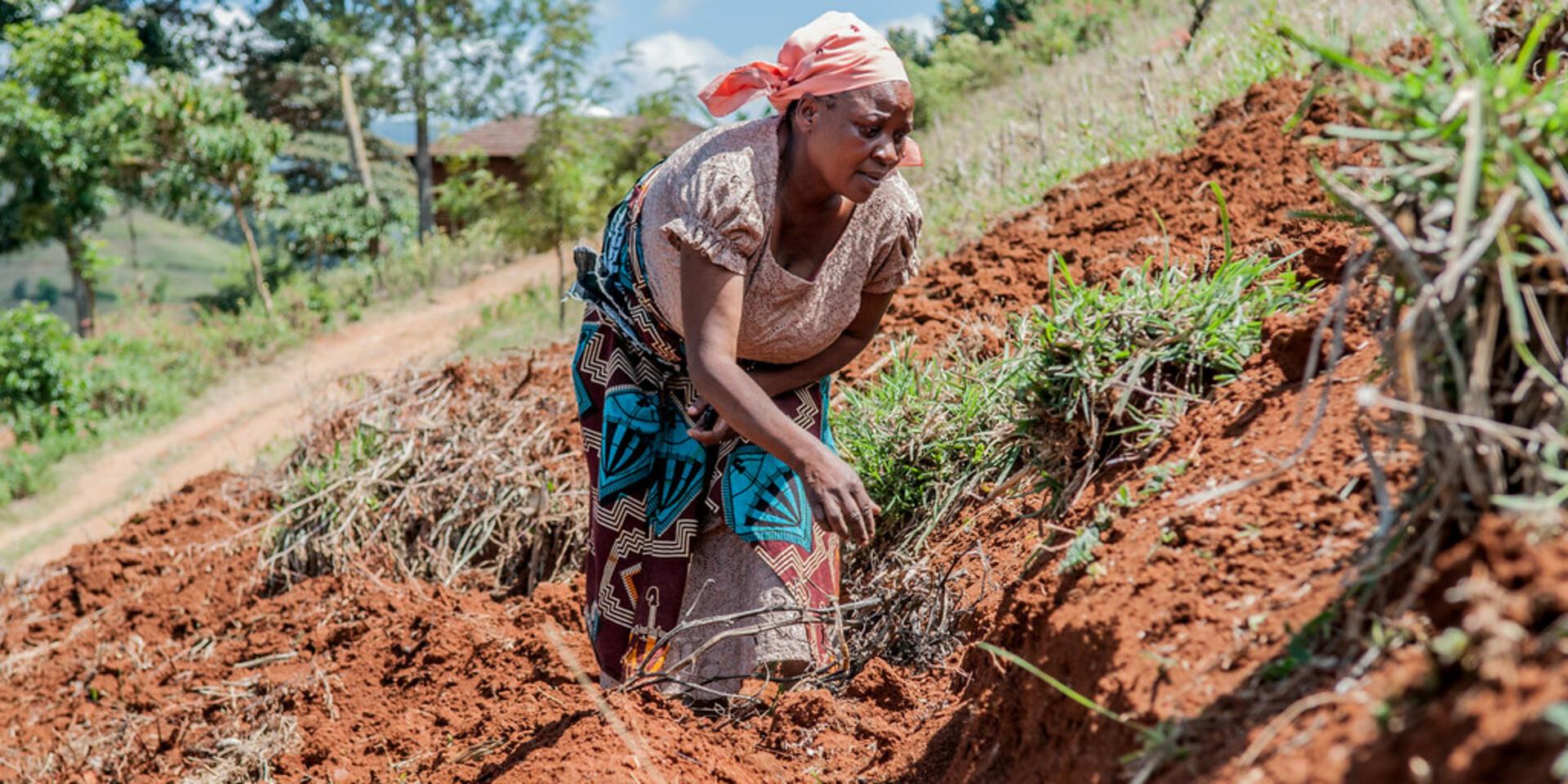 A new project launched to strengthen evidence use on African agriculture adaptation - Alliance Bioversity International - CIAT