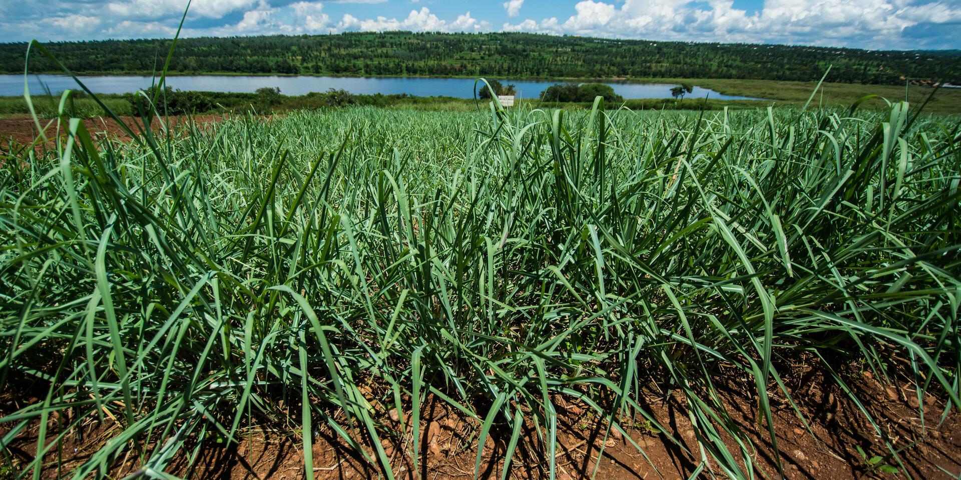 Accelerator for the AgriTech4Egypt: Technological Innovation in AgriFood Sector in Egypt (AID 13162) 