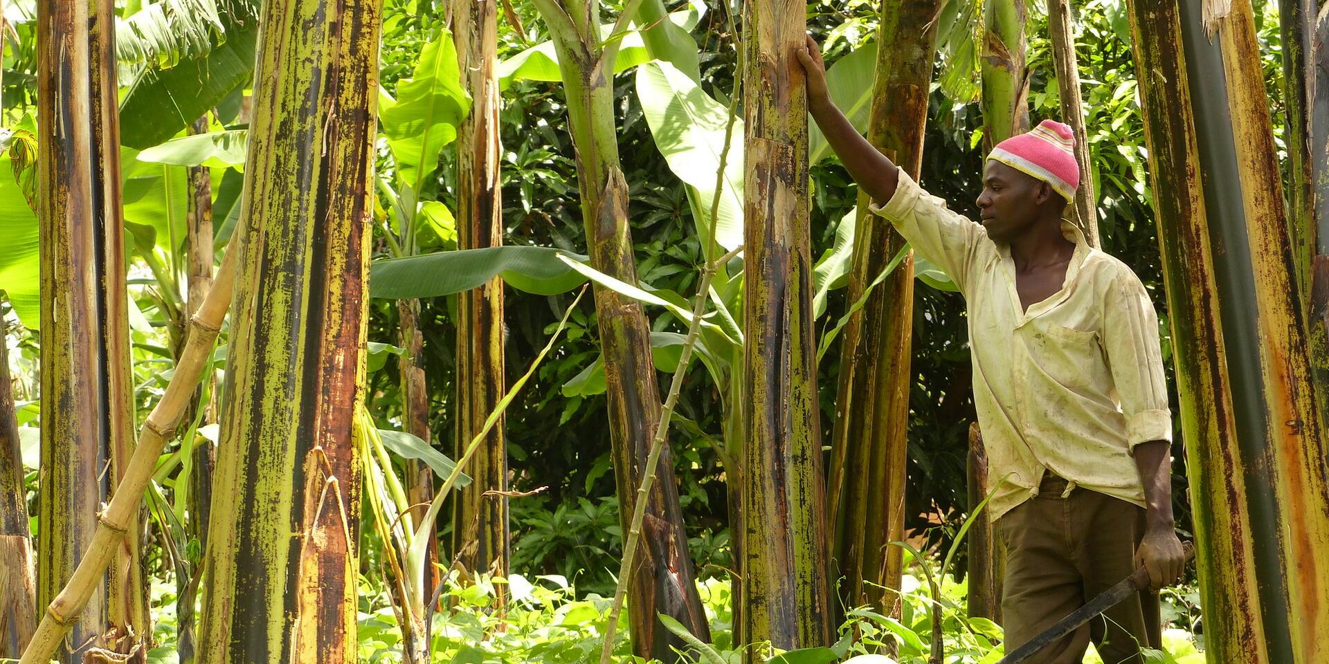Advancing banana pest and disease solutions in Uganda through science&ndash;policy collaboration