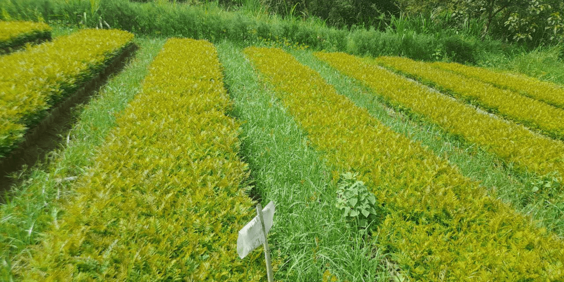 Advancing institutional innovations for scaling soil and water conservation in three regions of Ethiopia 