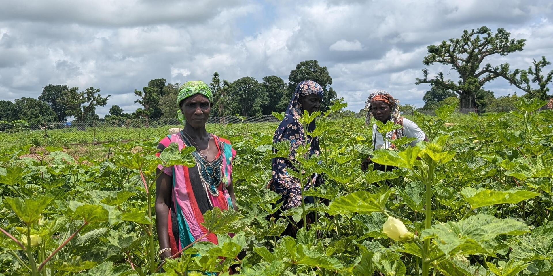 Africa, climate, and food - How to feed a continent without increasing its carbon footprint