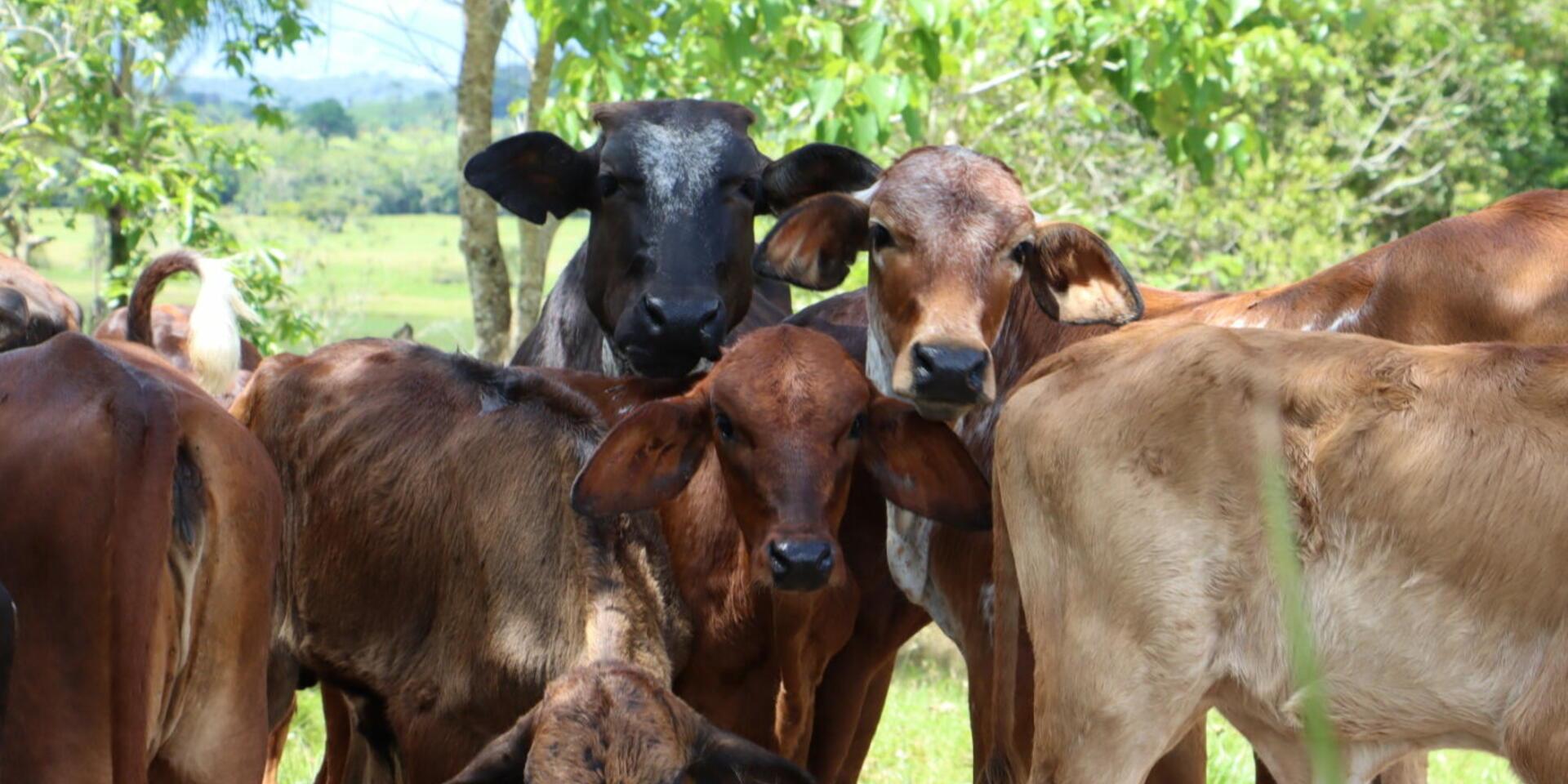 agricultural-credit-as-an-engine-of-rural-development-challenges-and-opportunities-in-colombia-alliance-bioversity-international-ciat