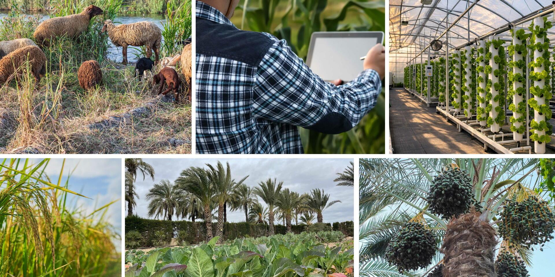 agritech4egypt-a-strategic-egypt-italy-partnership-translating-research-into-market-ready-solutions-for-farmers-and-value-chain-actors