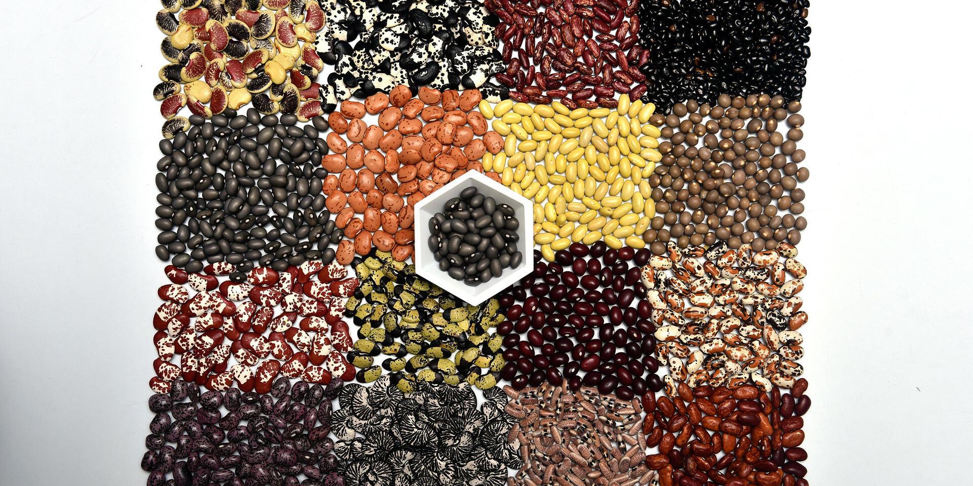 Announcement 3rd International Agrobiodiversity Congress  to be held in China