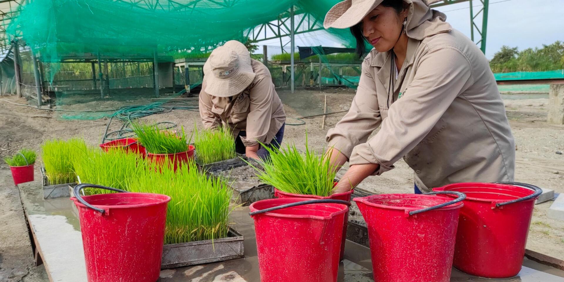 ICA confirms that genetically edited rice is a conventional cultivar 