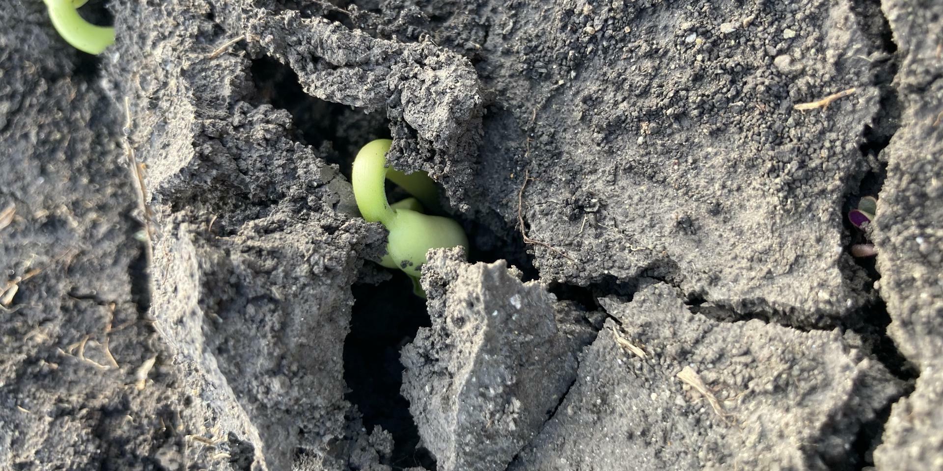 As El Ni&ntilde;o Wanes, Food Security Pain Remains