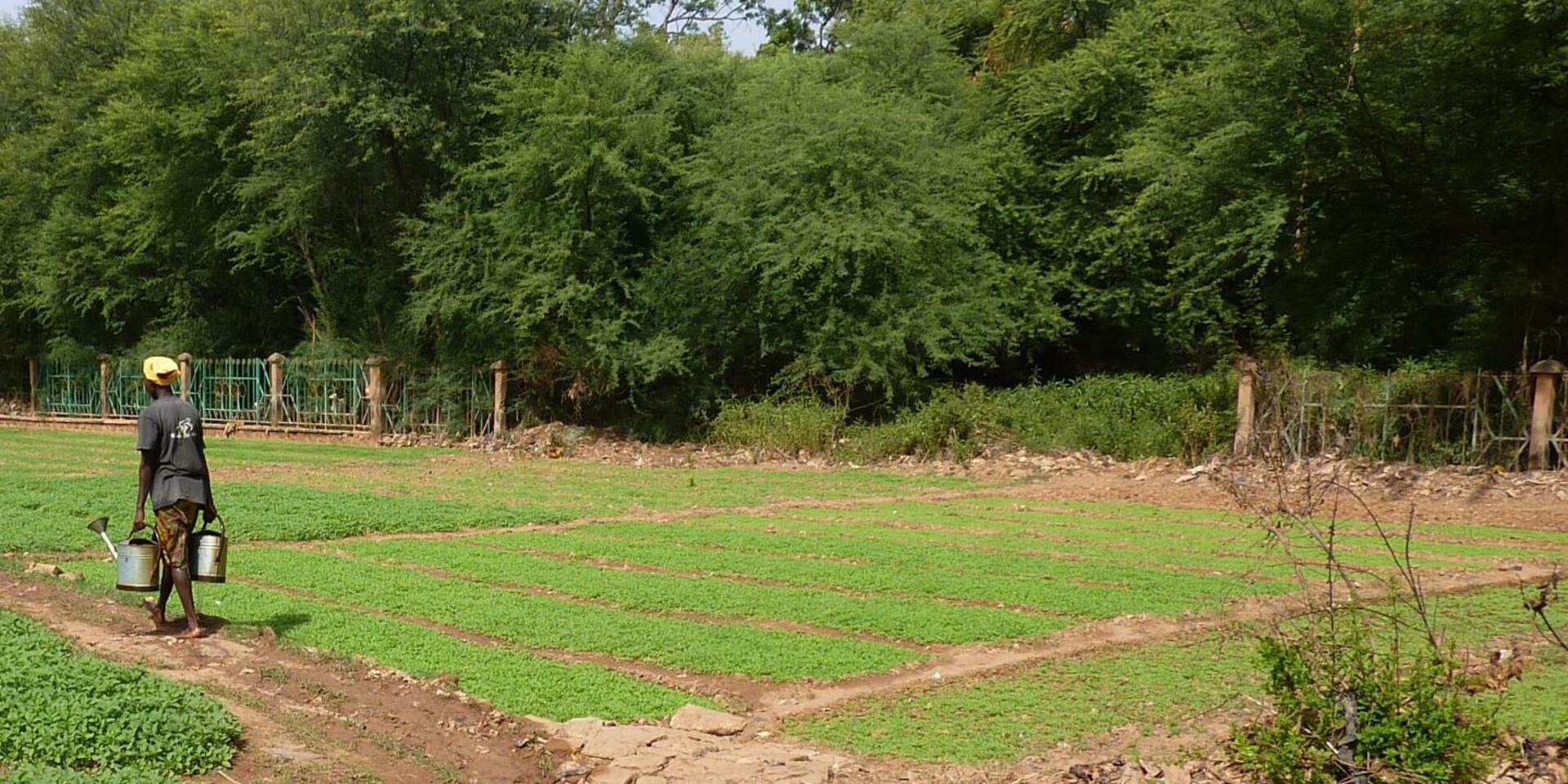 AVENIR, a sustainable vision for Senegalese agriculture presented by Issa Ouedraogo, PhD