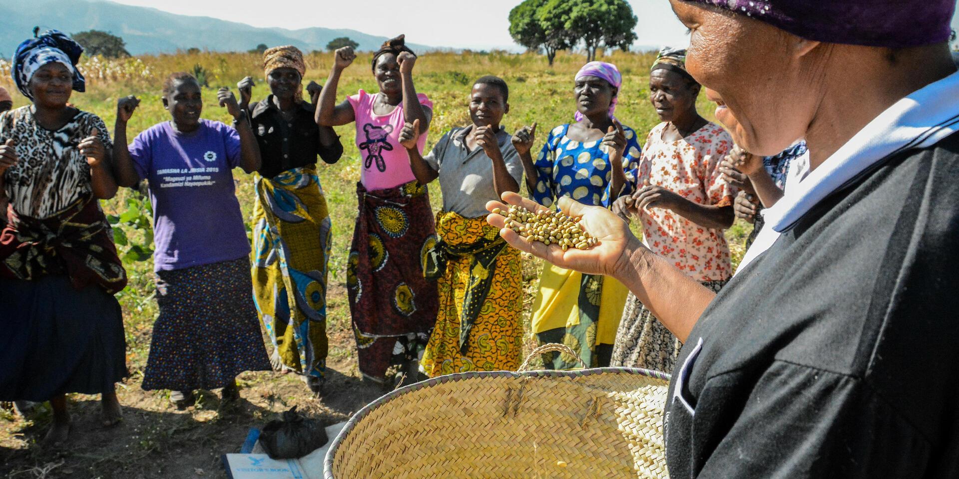 Bean crop research approach - Alliance Bioversity International - CIAT