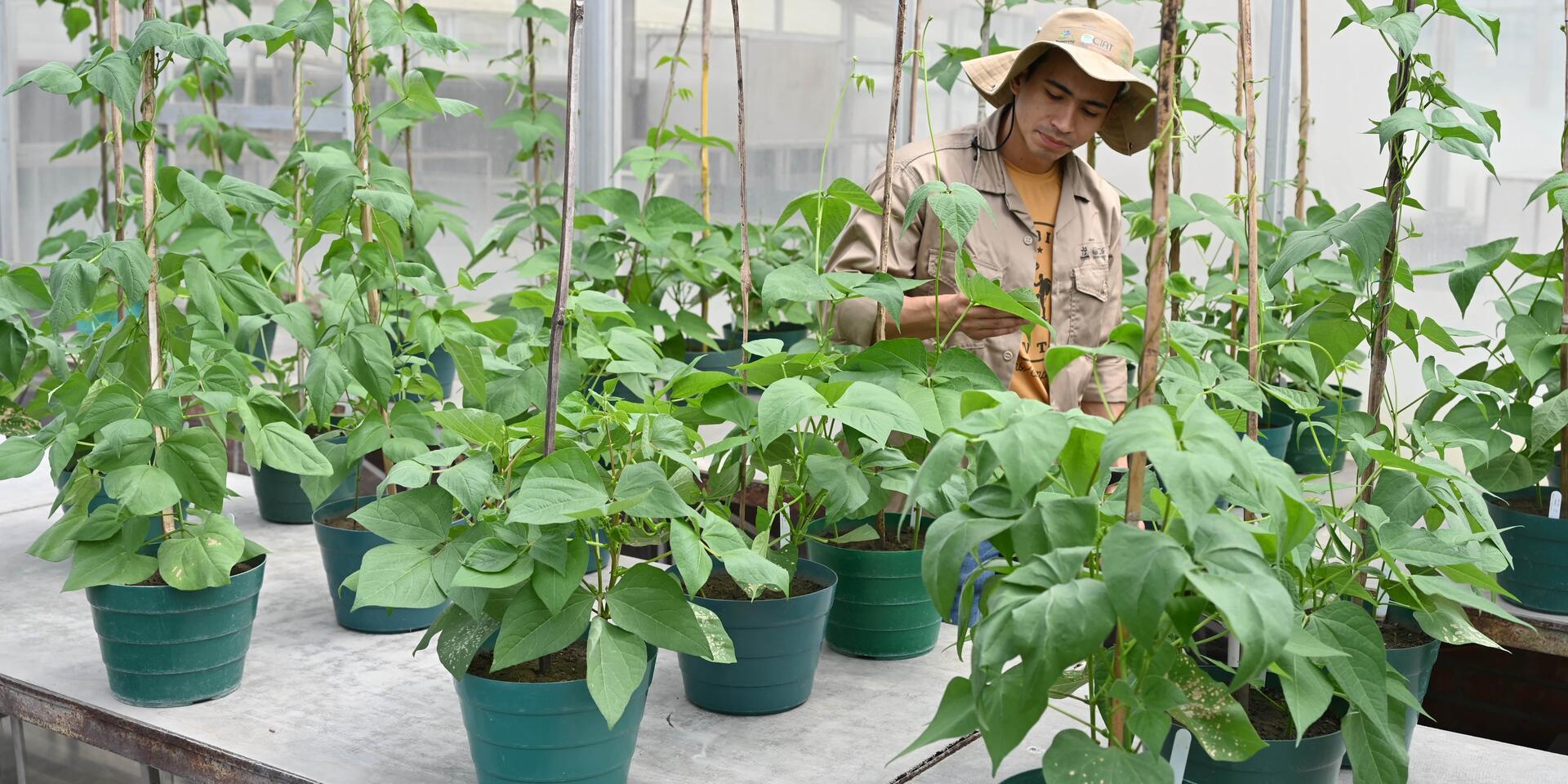 Bean crop thematic research areas - Alliance of Bioversity International - CIAT