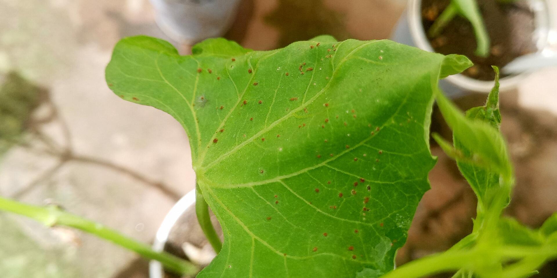 Bean Rust Project - Alliance Bioversity International and CIAT