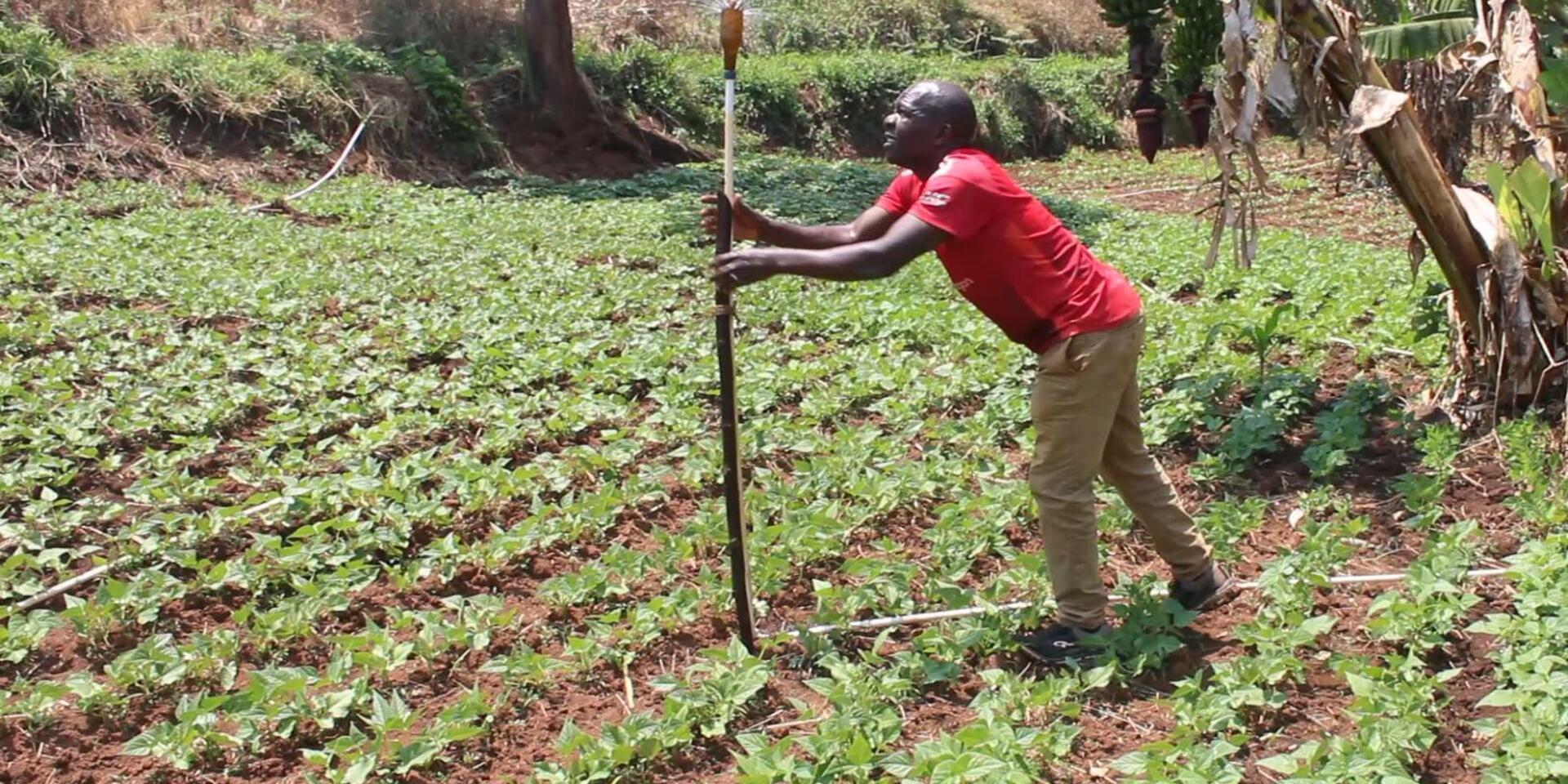 Beans driving change: Malawi smallholder farmers turning yields into wealth 