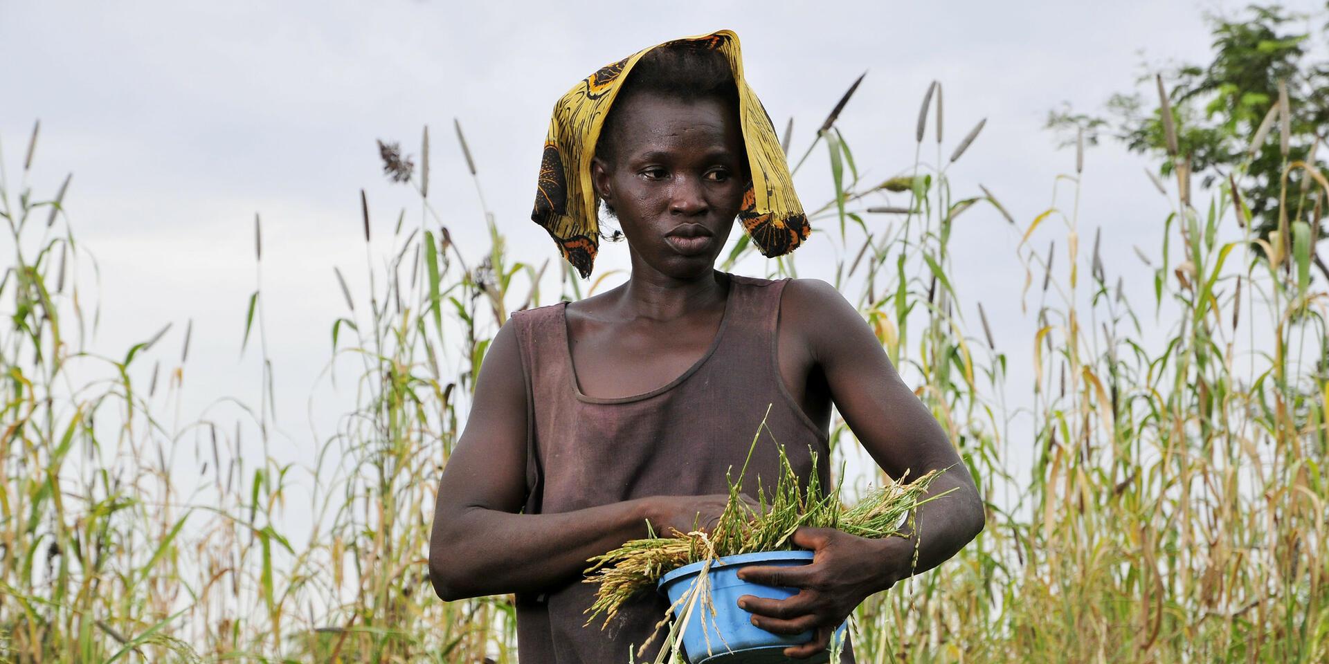Behaviour Change Approaches in the Cropping Calendar A Transformative Tool for Climate-Smart Agriculture in Ghana  
