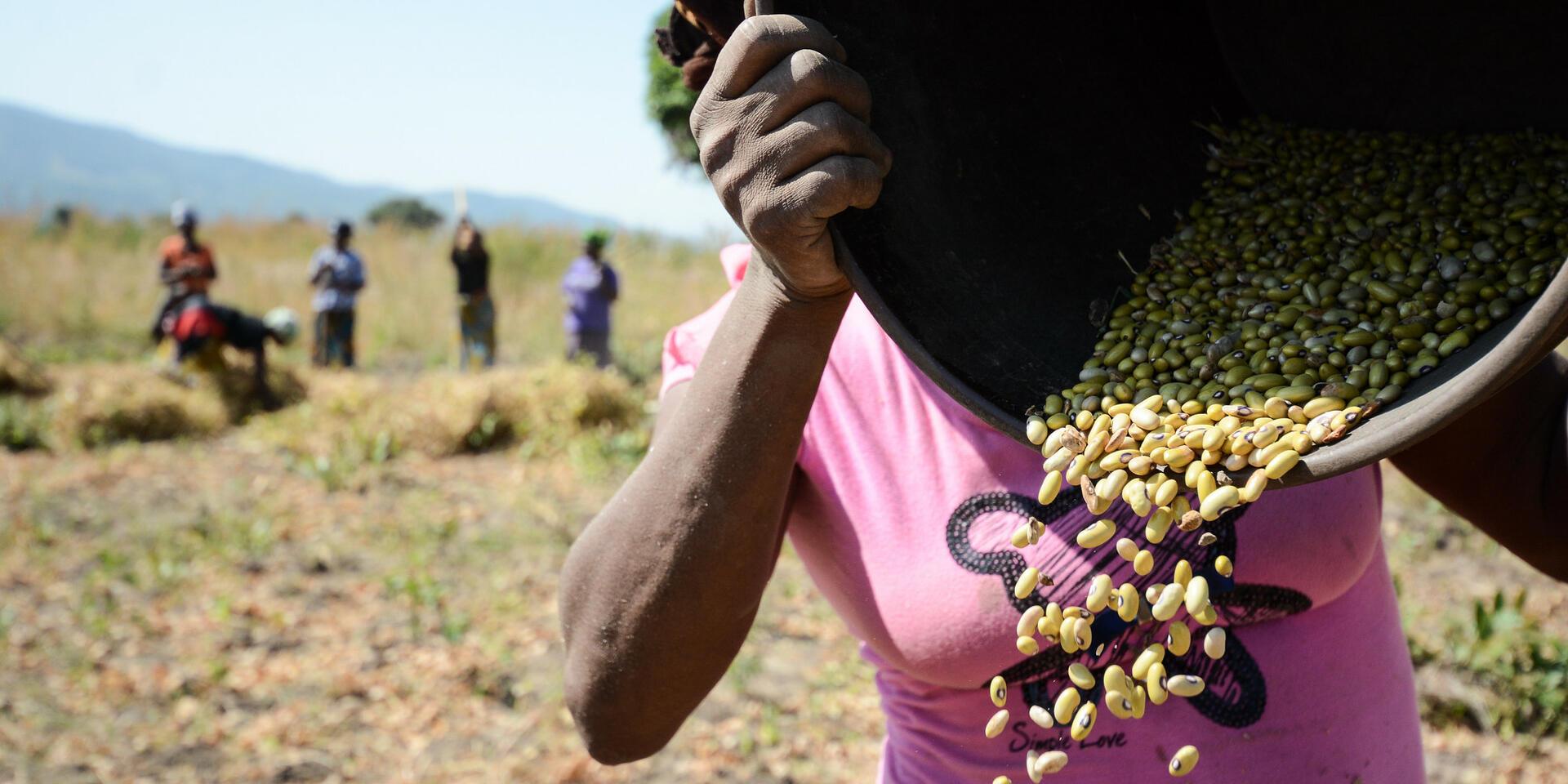 BRAINS Project - Alliance of Bioversity  International - CIAT