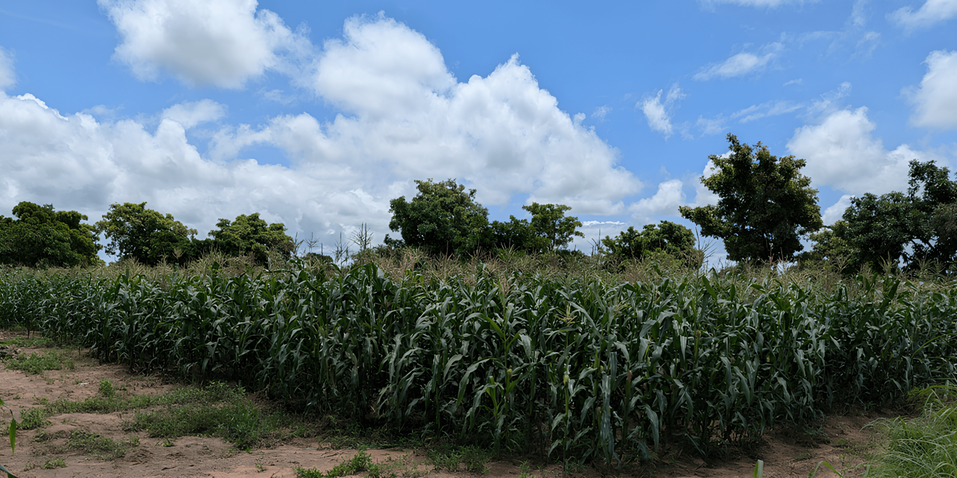 Building a Digital Agronomy and Soil Hub for Ghana 