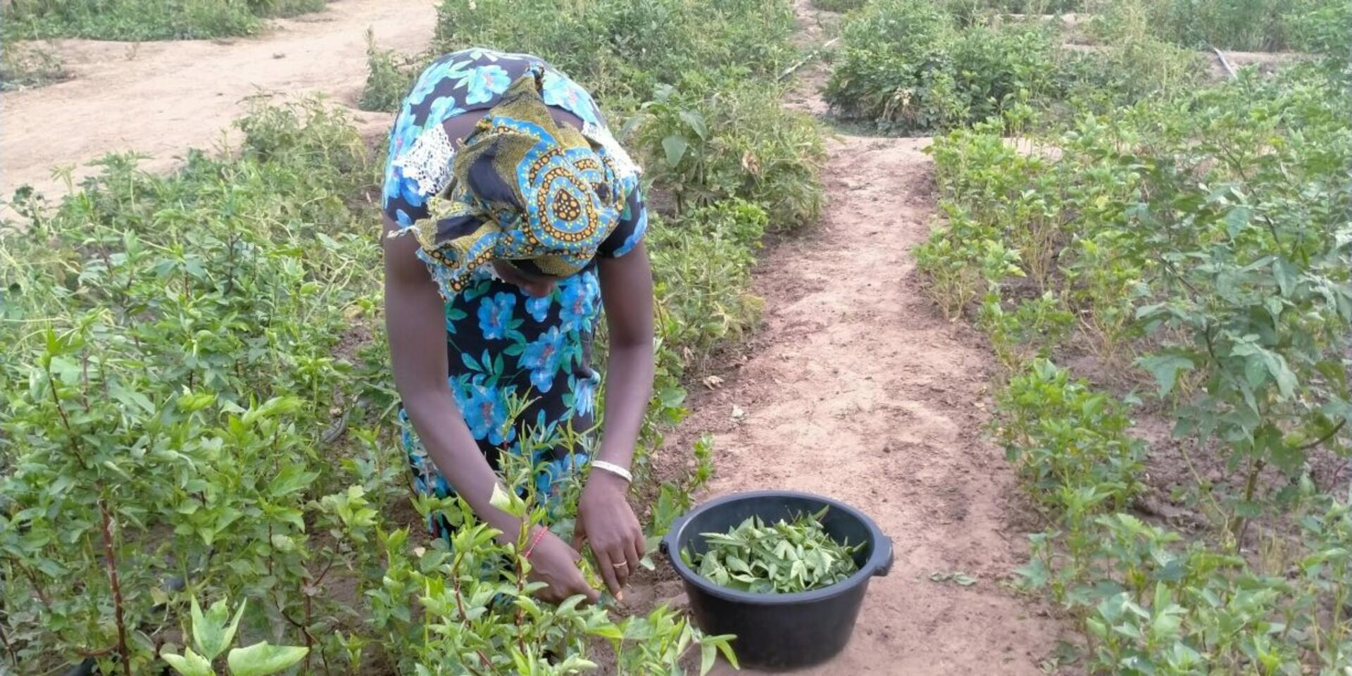 Building resilient farms in Senegal - Water and land management innovations under the AVENIR project - Alliance Bioversity International - CIAT