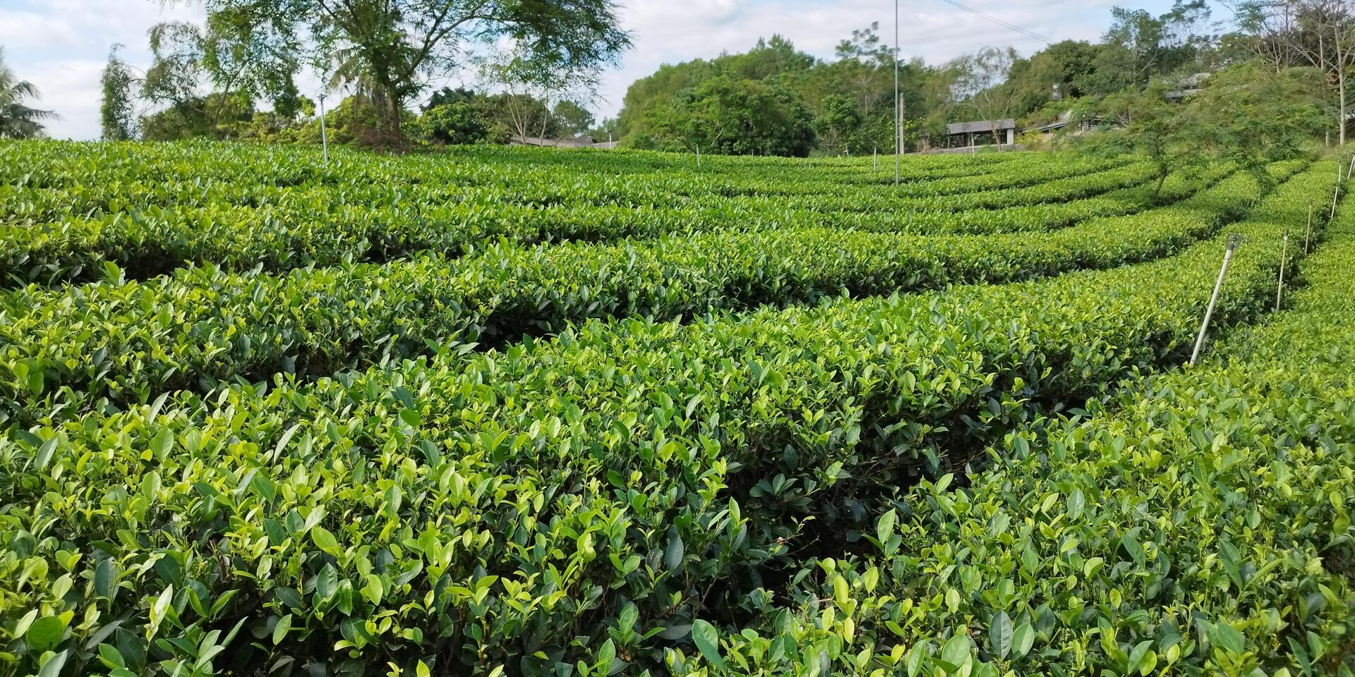 Can Agroecology Lead To A Greener Future For Tea