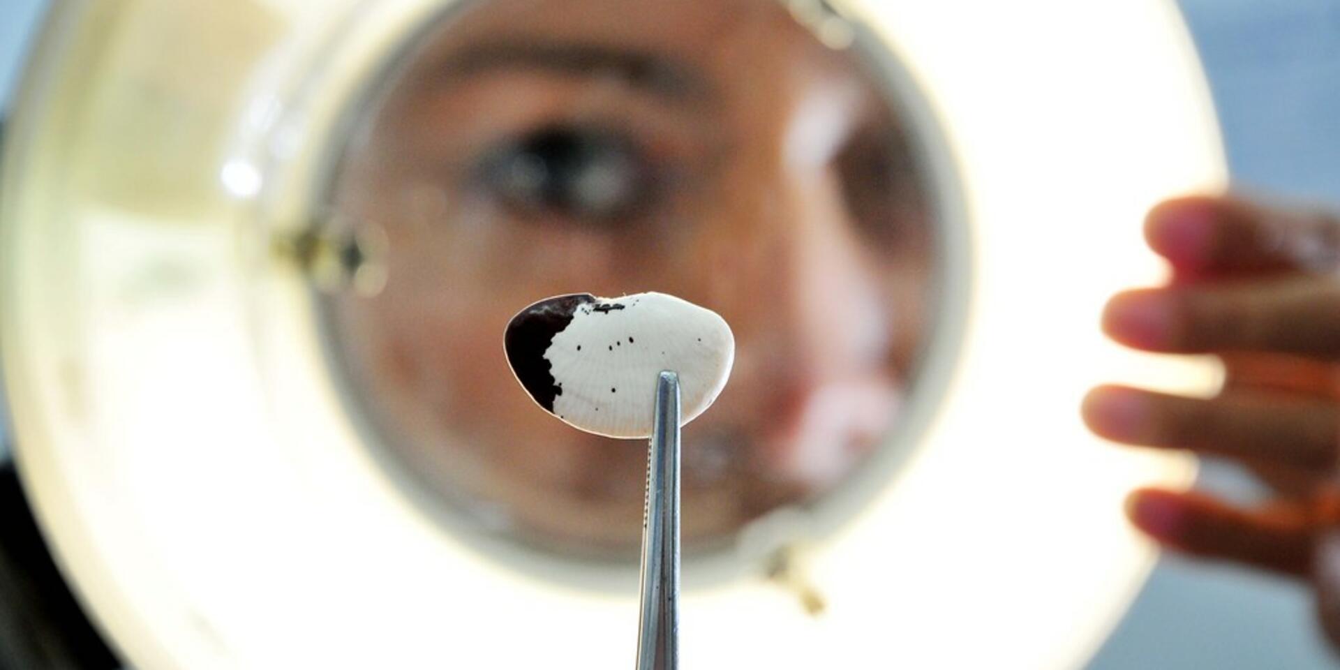 Can CRISPR make the cut - How the &lsquo;genetic scissors&rsquo; reframe gene editing for food security - Alliance Bioversity International - CIAT