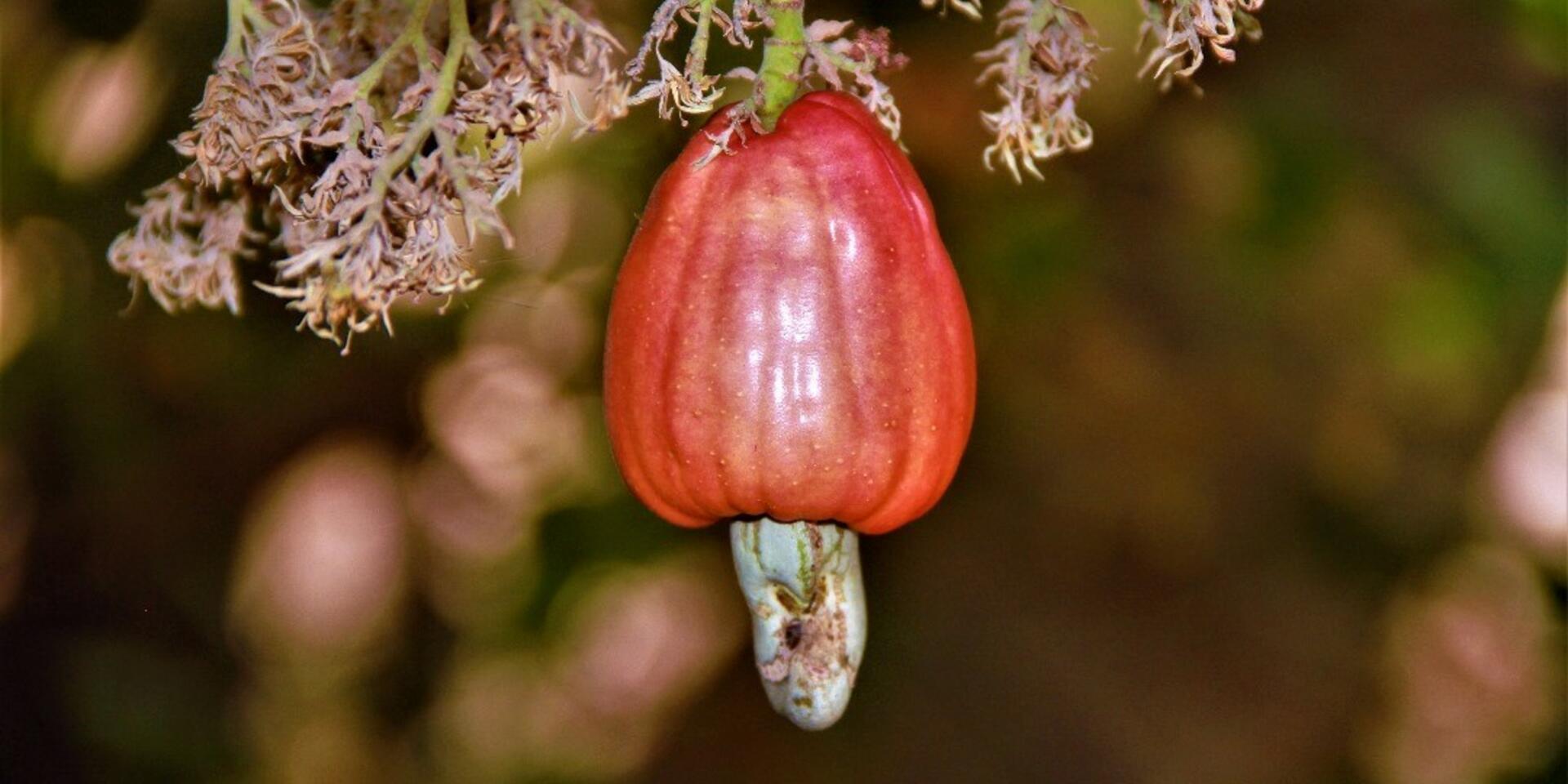 Cashew apples into plant protein: Segniore Mendy reinvents