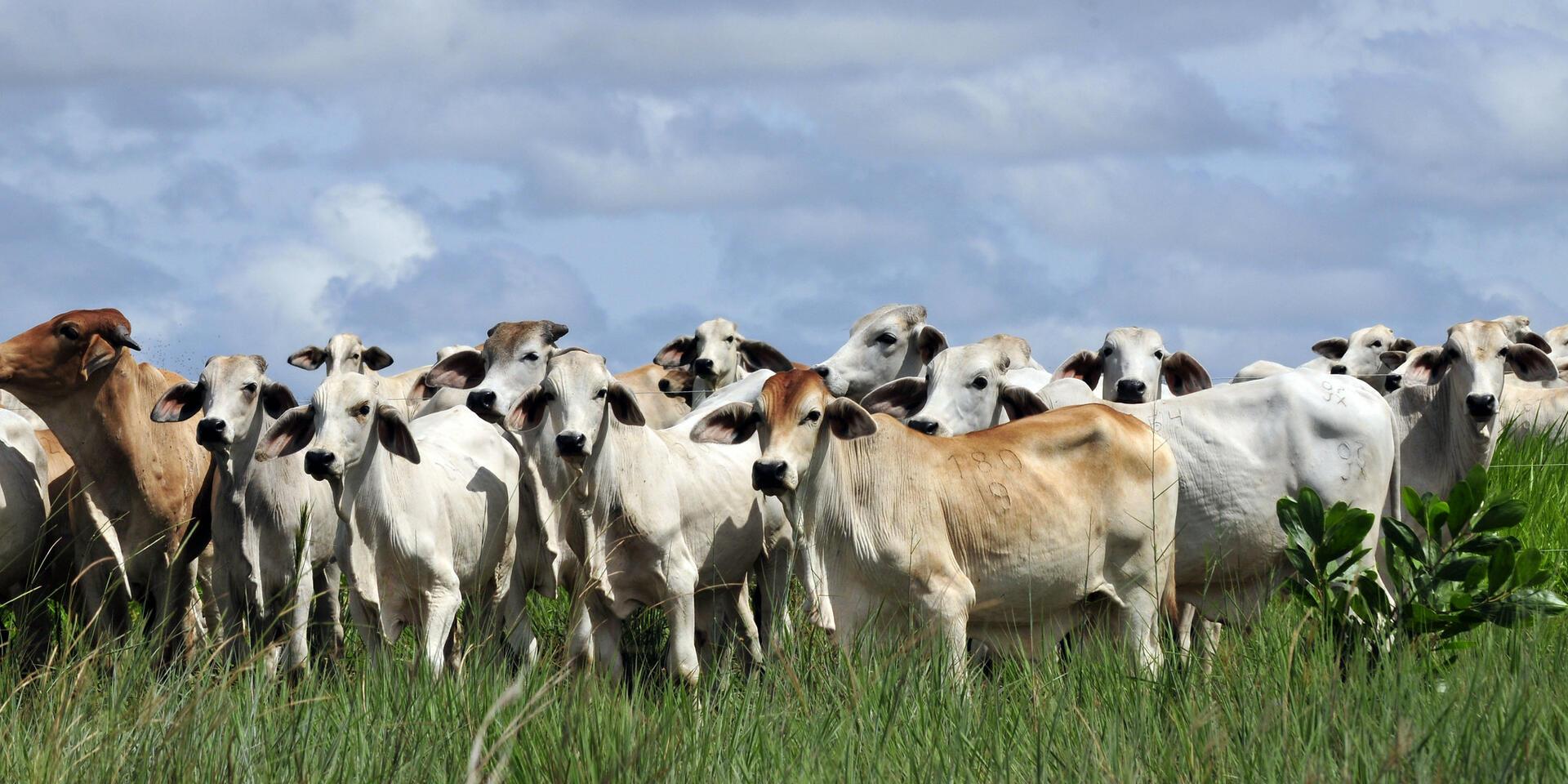 CGIAR outlines strategic opportunities to G20 ministers for sustainable livestock, boosting resilience while reducing emissions