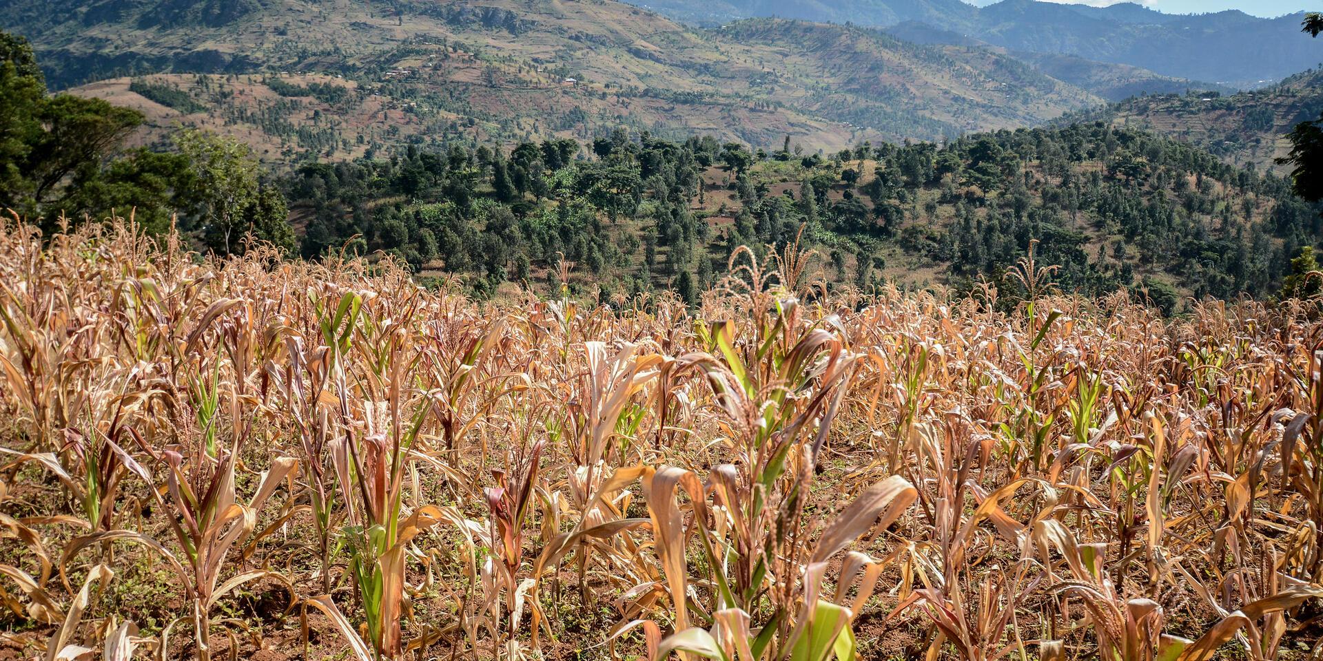Climate Risk Planning & Managing Tool for Development Programmes in Agri-food Systems (CRISP)