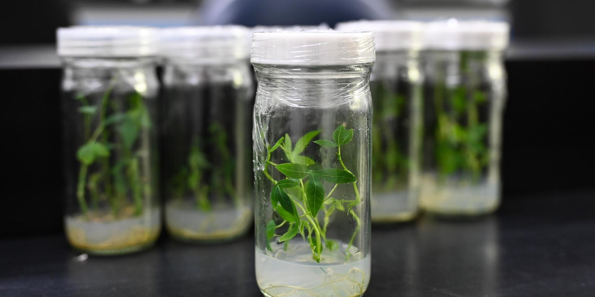 COL40: A Colombian Solution to Protect Cassava in Africa