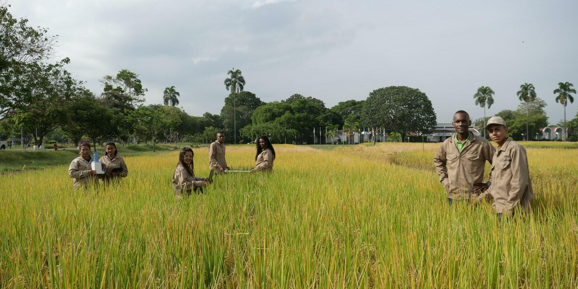 Colombia&rsquo;s biofortified rice has untapped potential to improve nutrition, and consumers want it - Alliance Bioversity International - CIAT