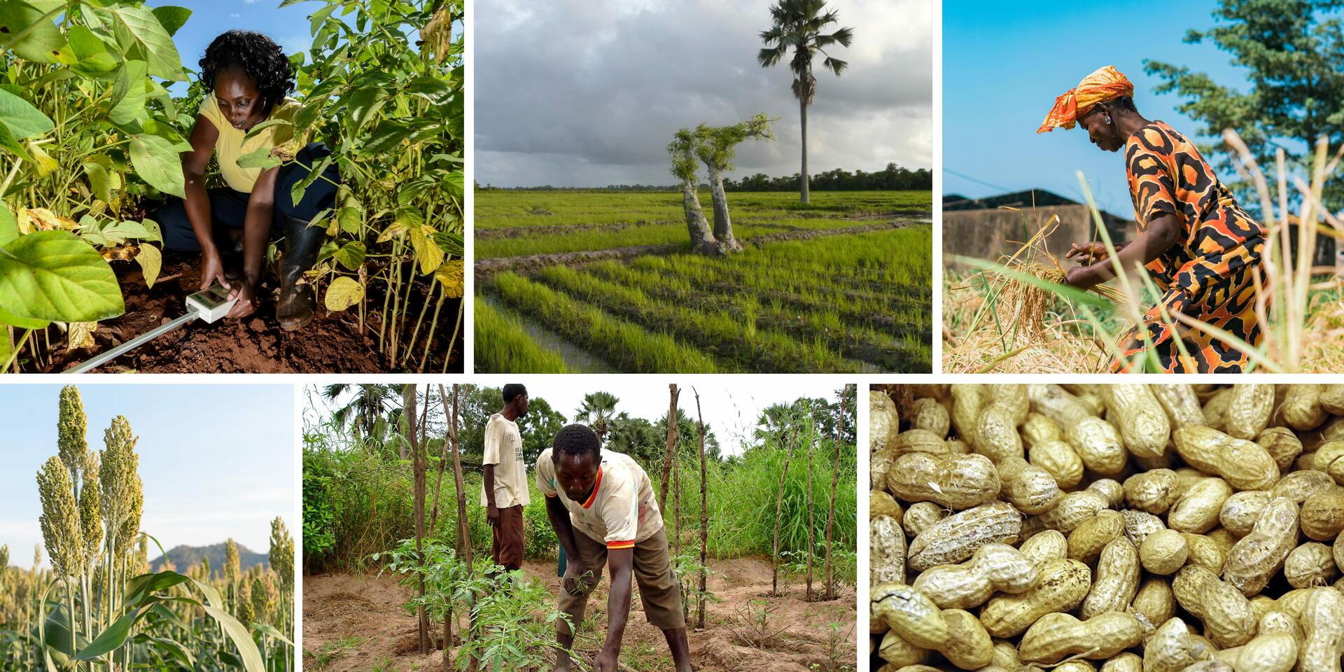 Consultation Workshop &ldquo;Agricultural Innovation and Climate Resilience How to Build a High-Performing Ecosystem for Food Sovereignty in Senegal&rdquo;
