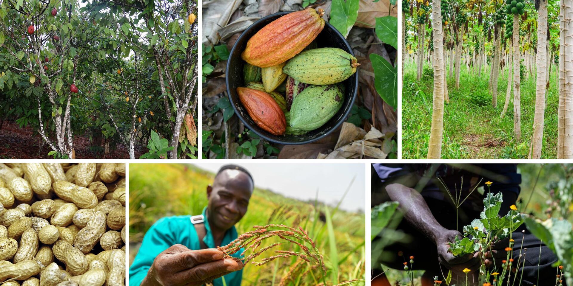 Consultation workshop: Financing, partnerships, and innovation for sustainable agriculture in C&ocirc;te d&rsquo;Ivoire 