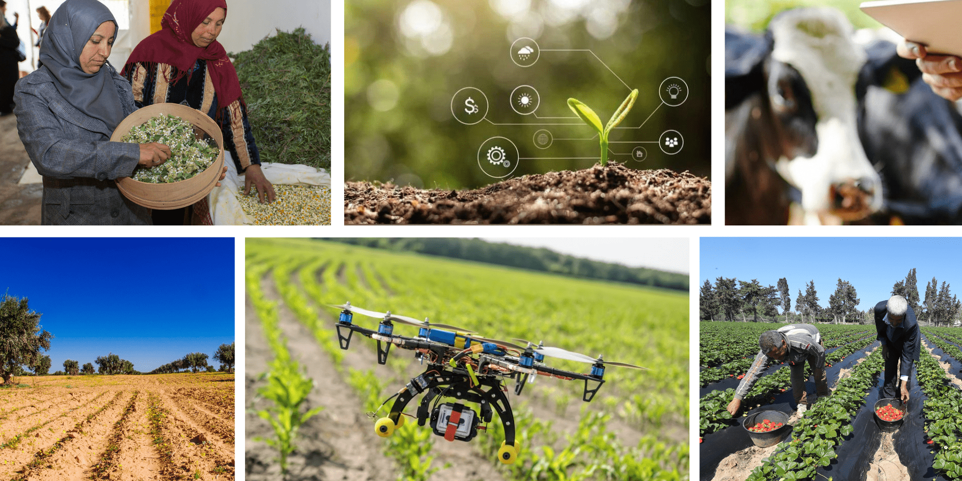 Consultation Workshop -  Strengthening Tunisia&rsquo;s Innovation Ecosystem for a Climate-Resilient Agriculture