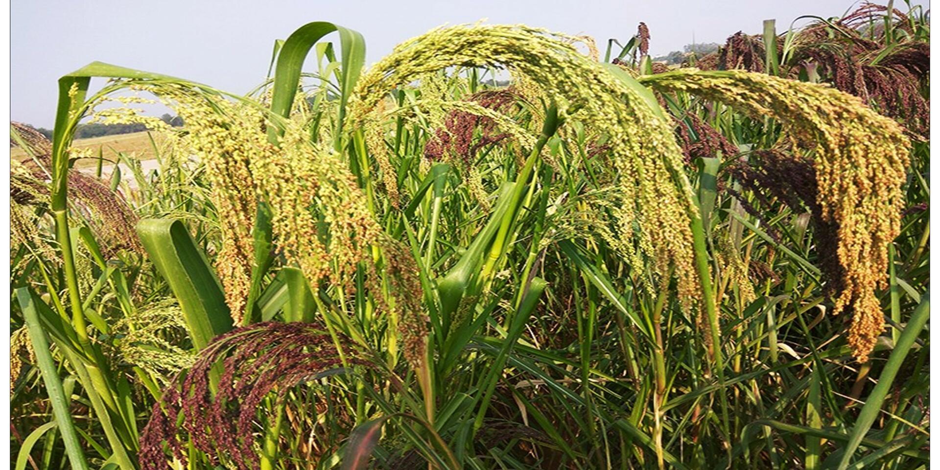 Consumption of Resilient Orphan Crops and Products for Healthier Diets (CROPS4HD)