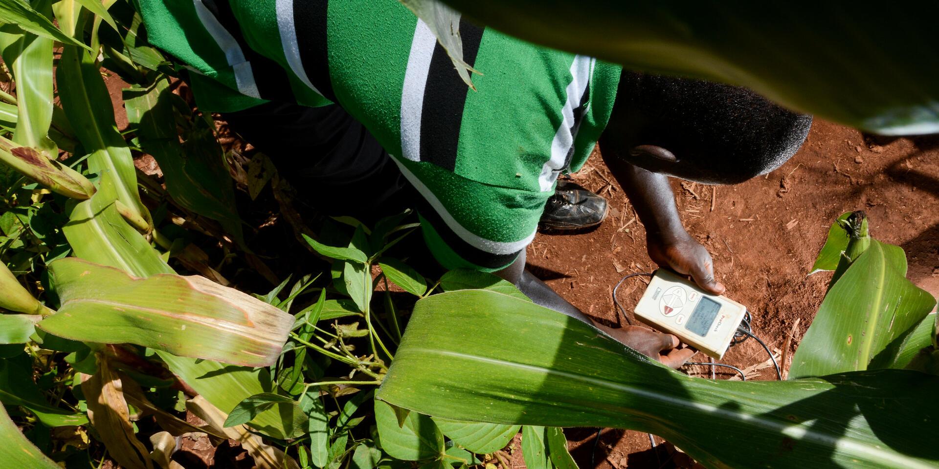 Crop Type Mapping for Rwanda