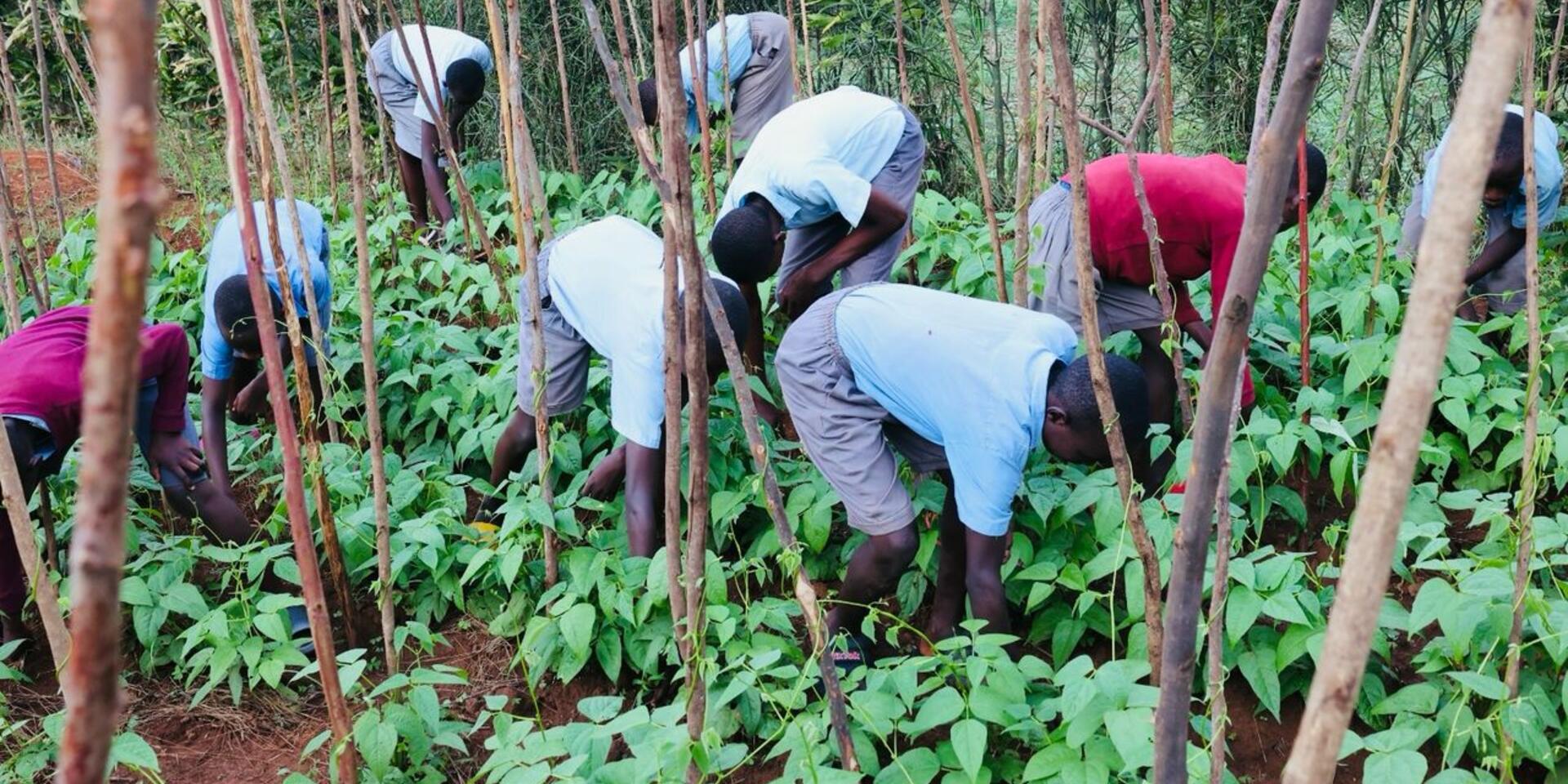 Cultivating Health How School Gardens Are Powering Kigali&rsquo;s School Feeding Program - Alliance Bioversity International - CIAT