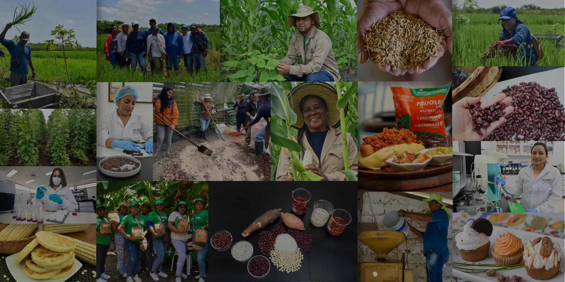 Cultivos + Nutritivos - Allianza Bioversity International - CIAT