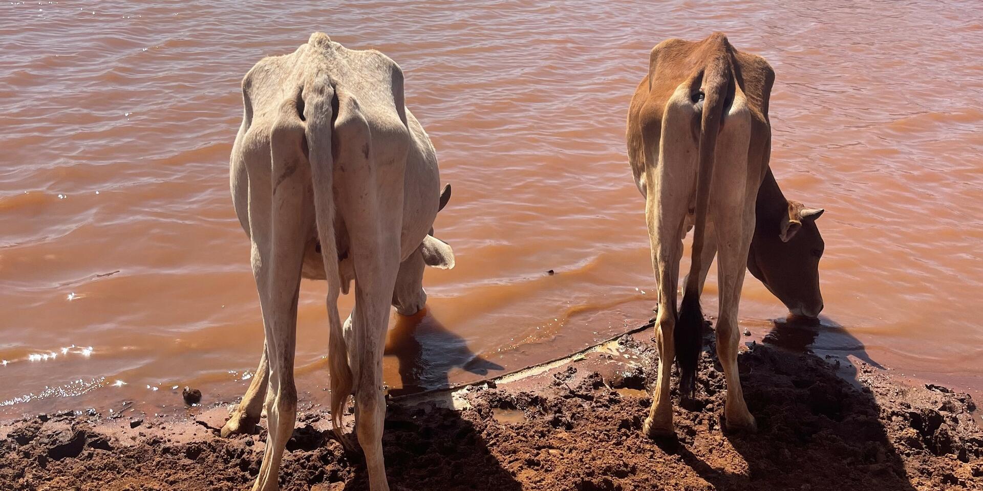 Digital system helps Ethiopia&rsquo;s pastoralist communities prepare for the unpredictable - Alliance Bioversity International - CIAT