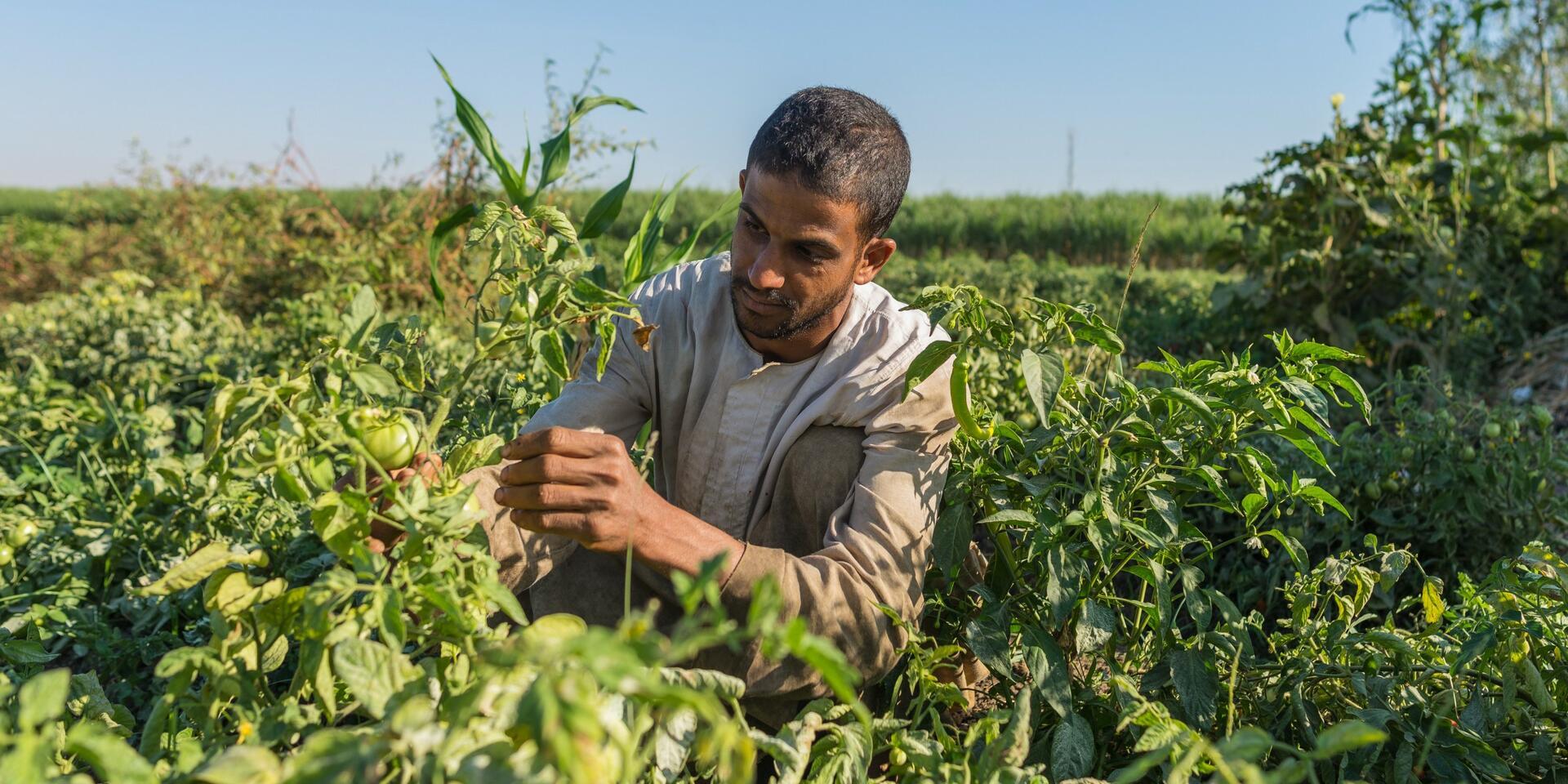 Digitalizing Egypt&rsquo;s Food Crop Value Chains Consultation Workshop
