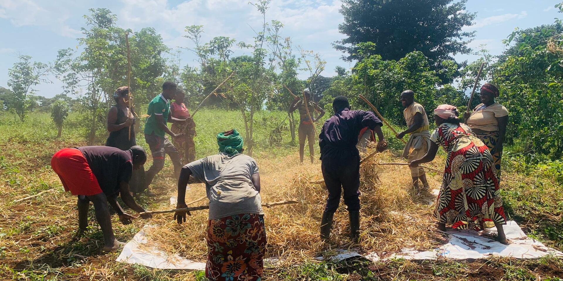 DRC Women Cultivating Resilience Through Bean Farming in Conflict Zones - Alliance Bioversity International - CIAT