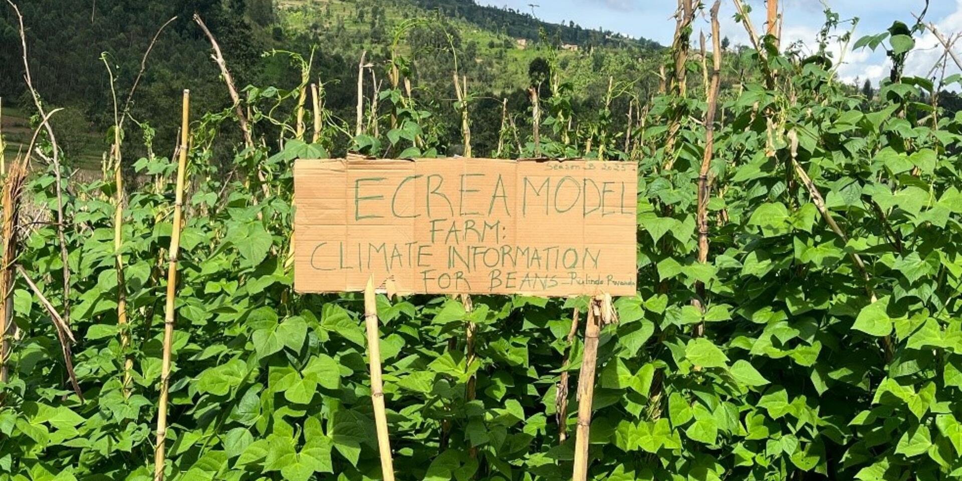 ECREA Model Farms with Climate Information vs. Farms with Late Planting: Lessons from Rulindo, Rwanda 