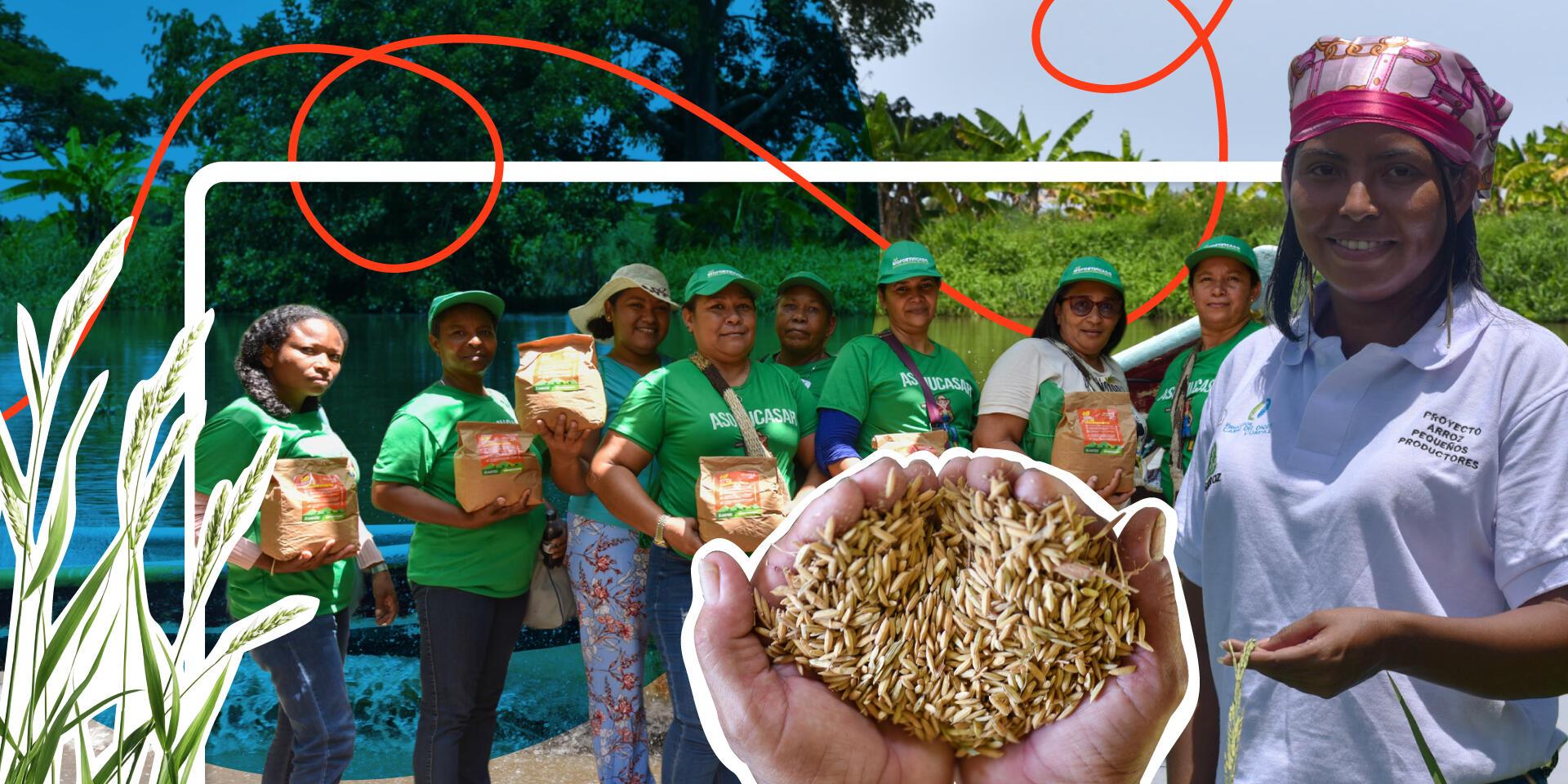 El arroz que siembra esperanza en Bol&iacute;var, Colombia