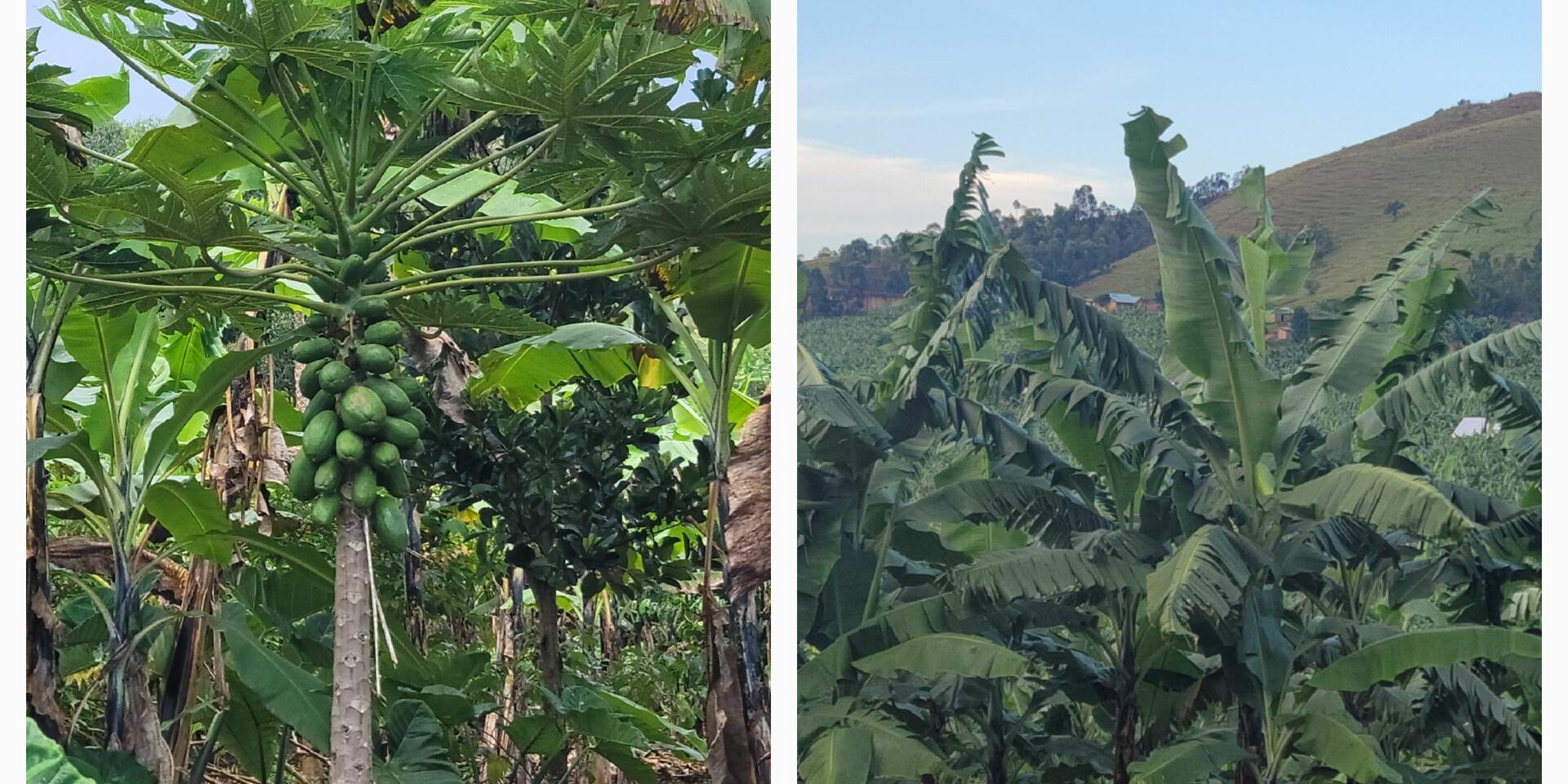 Embracing Banana Polyculture in Uganda 