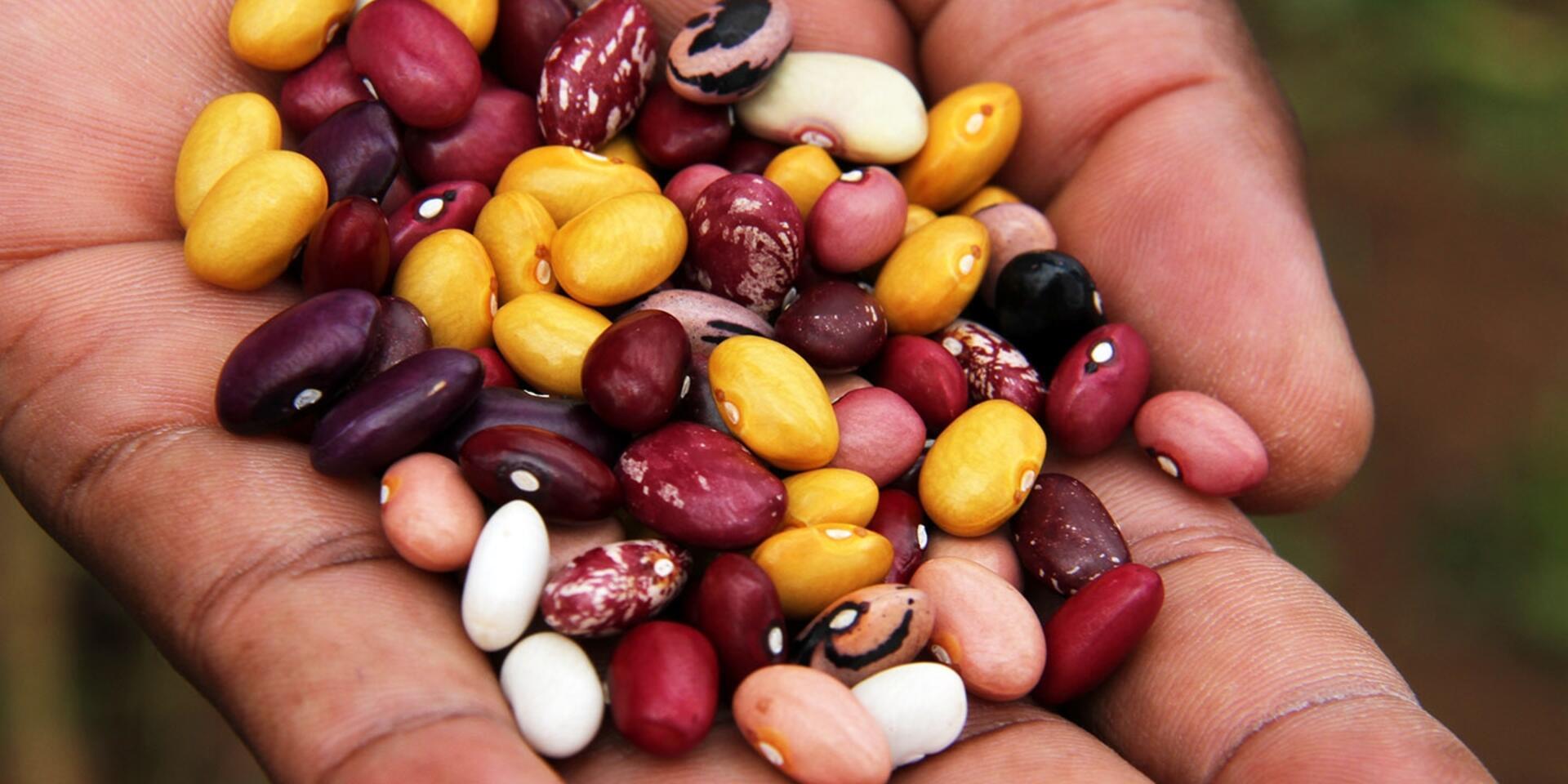 Empowering Youth & Transforming Communities through Job Creation & Nutritious Beans in Kenya 