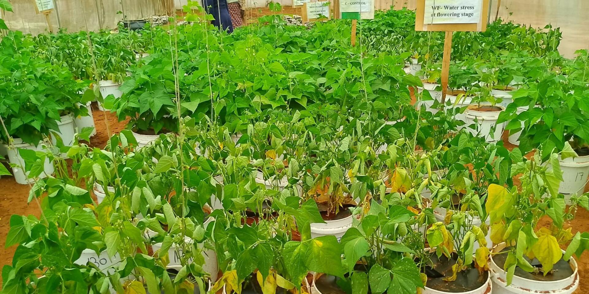 Enhancing Climate Resilience in Bean Production Systems under Emerging Weather Extremes 