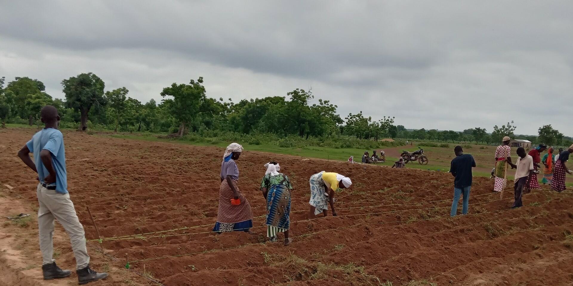 Enhancing Farmers' Resilience to Climate Change through CSA Demonstrations in Northern Ghana - Alliance Bioversity International - CIAT