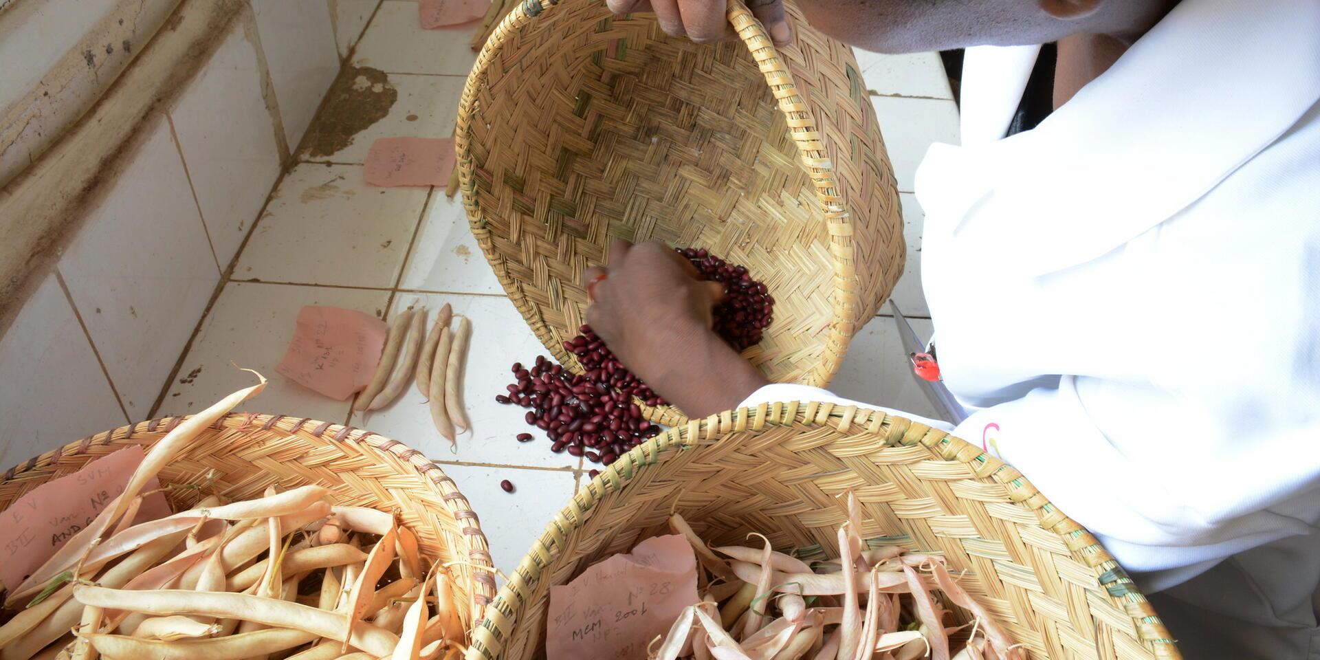 For Nairobi&rsquo;s informal settlements, diverse school lunches make a big difference  