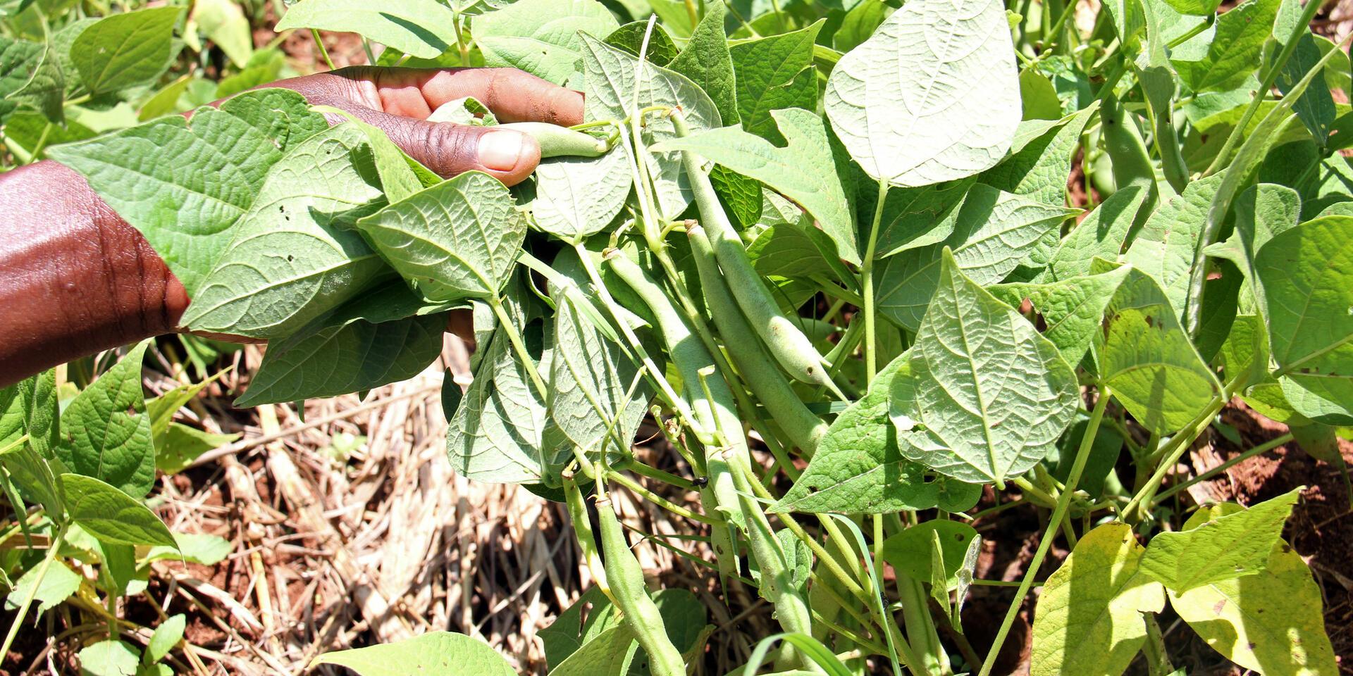Forging new ground to strengthen bean research in Kenya through partnerships - Alliance Bioversity International - CIAT