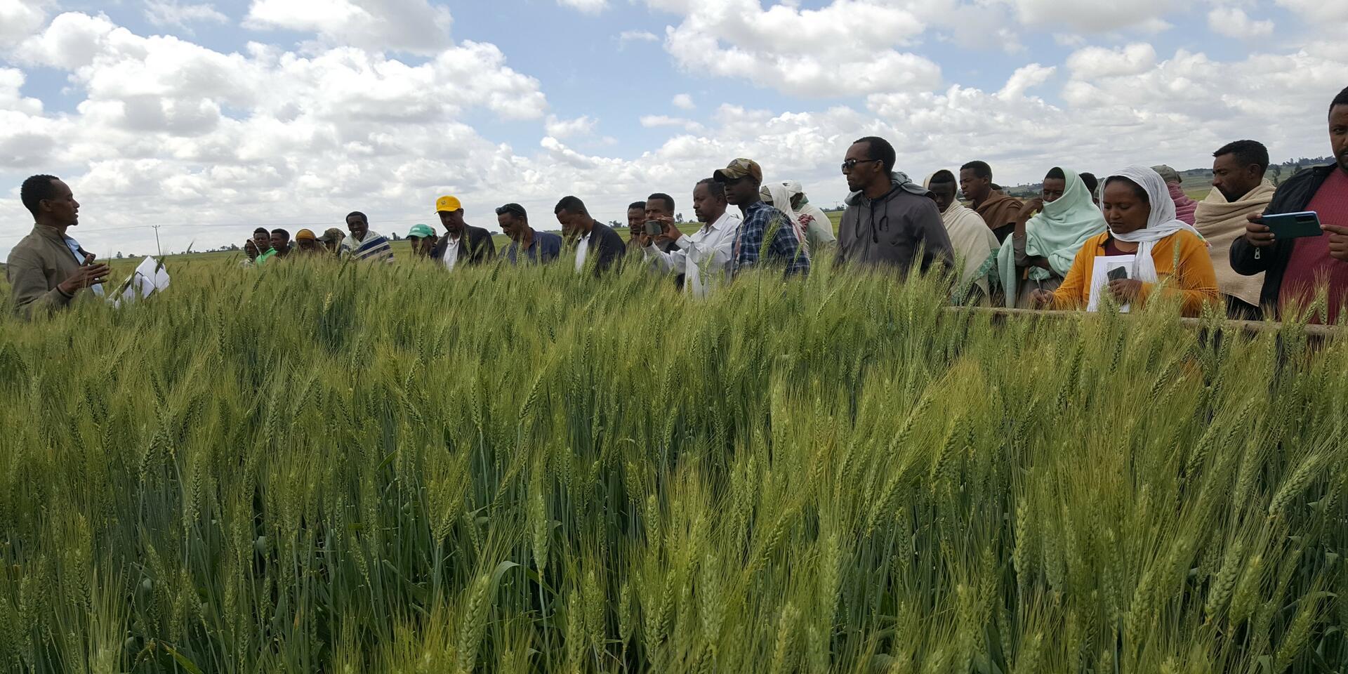 From data to decision - Institutionalizing smart fertilizer recommendations through HaFAS in Ethiopia - Alliance of Bioversity International and CIAT