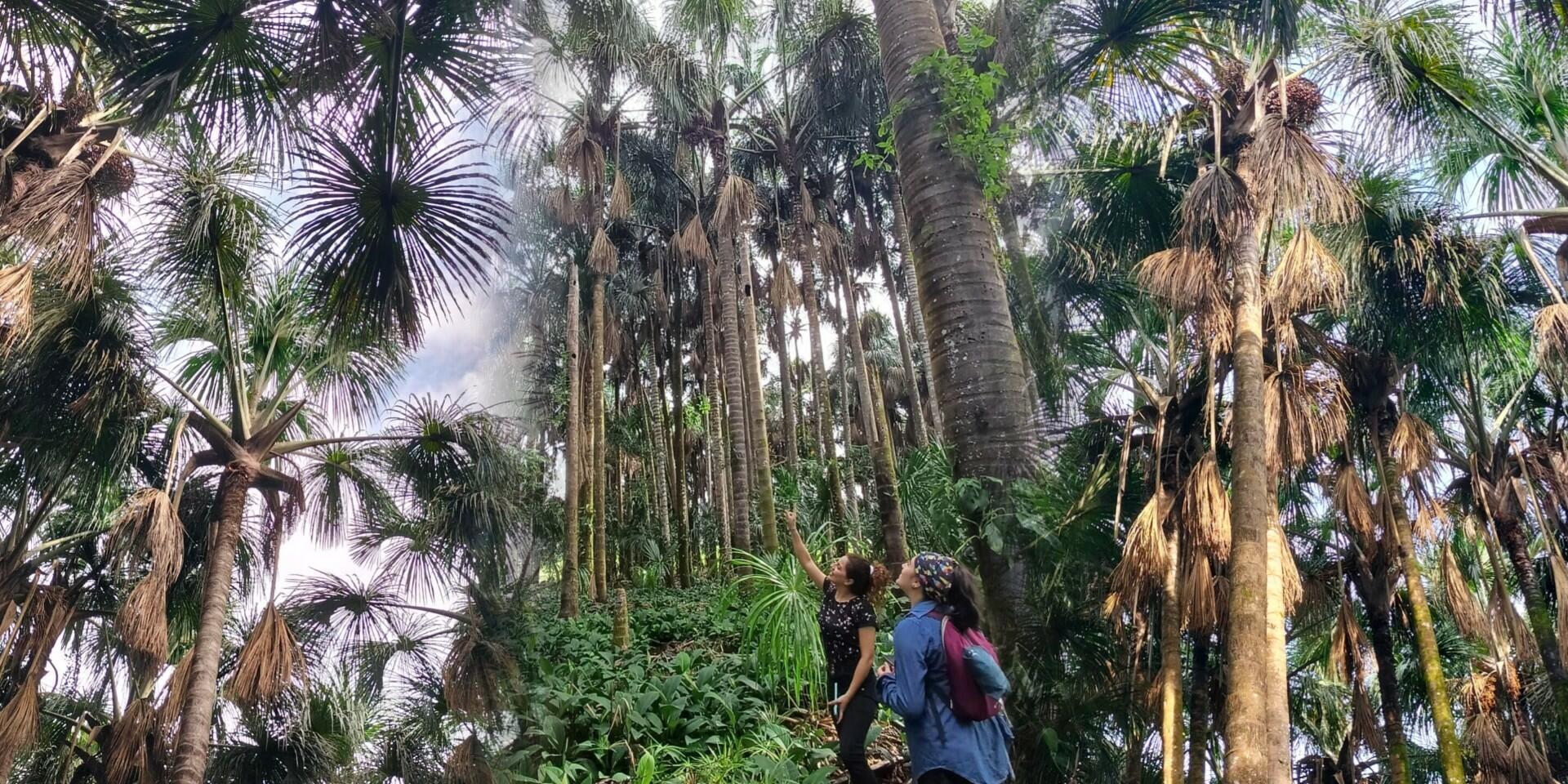 From Palm to Progress - Women, Canangucha, and the Future of the Amazon