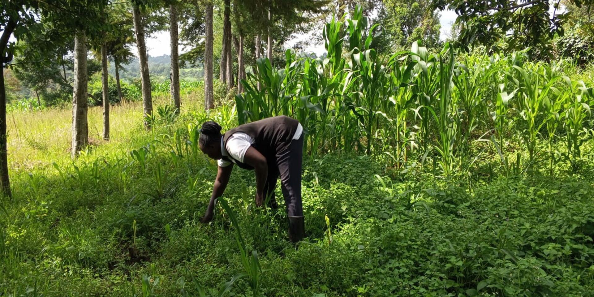 Ground-level insights from AgriGAHALA baseline survey