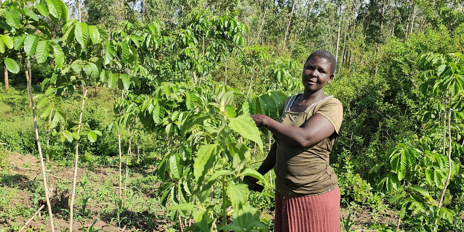 Growing Trees, Growing Futures - The Impact of the My Farm Trees Project 